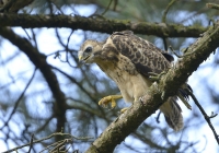 Filename=Havik 8687.JPG
Filesize=273KB
Dimensions=900x633
Date added=Jun 18, 2014 Havik 8687.JPG