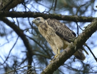 Filename=Havik 8692.JPG
Filesize=285KB
Dimensions=900x690
Date added=Jun 18, 2014 Havik 8692.JPG