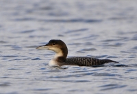 Filename=IJsduiker (1).JPG
Filesize=278KB
Dimensions=800x553
Date added=Jan 04, 2013 IJsduiker (1).JPG