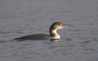 Filename=IJsduiker 6974.JPG
Filesize=249KB
Dimensions=900x562
Date added=Nov 12, 2013 IJsduiker 6974.JPG