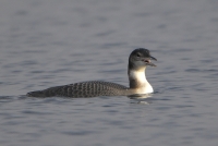 Filename=IJsduiker 6978.JPG
Filesize=268KB
Dimensions=900x603
Date added=Nov 12, 2013 IJsduiker 6978.JPG