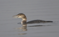Filename=IJsduiker 6997.JPG
Filesize=274KB
Dimensions=900x568
Date added=Nov 12, 2013 IJsduiker 6997.JPG