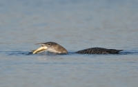 Filename=IJsduiker 7416.JPG
Filesize=244KB
Dimensions=900x568
Date added=Nov 14, 2013 IJsduiker 7416.JPG