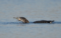 Filename=IJsduiker 7418.JPG
Filesize=294KB
Dimensions=900x569
Date added=Nov 14, 2013 IJsduiker 7418.JPG