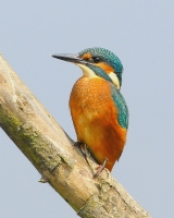 Filename=IJsvogel (2).JPG
Filesize=118KB
Dimensions=561x700
Date added=May 23, 2011 IJsvogel (2).JPG