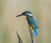 Filename=IJsvogel 0917.JPG
Filesize=275KB
Dimensions=900x761
Date added=Apr 23, 2014 IJsvogel 0917.JPG