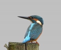 Filename=IJsvogel 2625.JPG
Filesize=239KB
Dimensions=900x745
Date added=Oct 15, 2013 IJsvogel 2625.JPG