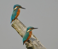 Filename=IJsvogel 4146.JPG
Filesize=236KB
Dimensions=900x776
Date added=Jul 28, 2014 IJsvogel 4146.JPG