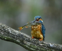 Filename=IJsvogel 5623.JPG
Filesize=292KB
Dimensions=900x751
Date added=Sep 15, 2015 IJsvogel 5623.JPG