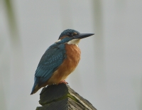 Filename=IJsvogel 5779.JPG
Filesize=288KB
Dimensions=900x701
Date added=Sep 18, 2015 IJsvogel 5779.JPG