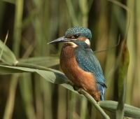 Filename=IJsvogel 5968.JPG
Filesize=277KB
Dimensions=1000x853
Date added=Sep 18, 2015 IJsvogel 5968.JPG