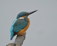 Filename=IJsvogel 7515.JPG
Filesize=272KB
Dimensions=900x731
Date added=Nov 14, 2013 IJsvogel 7515.JPG