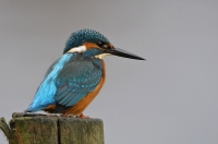 Filename=IJsvogel 7553.JPG
Filesize=266KB
Dimensions=900x598
Date added=Nov 14, 2013 IJsvogel 7553.JPG