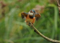 Filename=IJsvogel 8247.JPG
Filesize=272KB
Dimensions=900x654
Date added=Aug 31, 2014 IJsvogel 8247.JPG