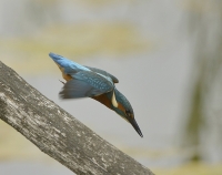 Filename=IJsvogel 8307.JPG
Filesize=258KB
Dimensions=900x715
Date added=Jun 17, 2014 IJsvogel 8307.JPG