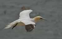 Filename=Jan van gent 3964.JPG
Filesize=276KB
Dimensions=1100x708
Date added=Jun 24, 2015 Jan van gent 3964.JPG