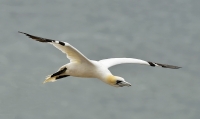 Filename=Jan van gent 5425.JPG
Filesize=240KB
Dimensions=1000x599
Date added=Jun 24, 2015 Jan van gent 5425.JPG