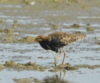 Filename=Kemphaan 3501.JPG
Filesize=273KB
Dimensions=900x747
Date added=Jun 15, 2015 Kemphaan 3501.JPG