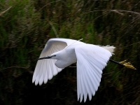 Filename=Kleine zilverreiger.JPG
Filesize=101KB
Dimensions=700x525
Date added=May 26, 2011 Kleine zilverreiger.JPG