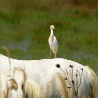 Koereiger (10).JPG