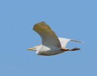 Filename=Koereiger (13).JPG
Filesize=69KB
Dimensions=750x595
Date added=May 26, 2011 Koereiger (13).JPG