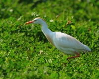 Filename=Koereiger (9).JPG
Filesize=143KB
Dimensions=700x560
Date added=May 26, 2011 Koereiger (9).JPG