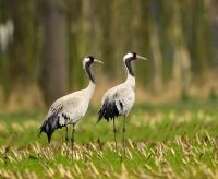 Filename=Kraanvogel 1084 (4).JPG
Filesize=275KB
Dimensions=900x742
Date added=Mar 11, 2013 Kraanvogel 1084 (4).JPG