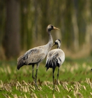 Filename=Kraanvogel 1096.JPG
Filesize=272KB
Dimensions=900x953
Date added=Mar 11, 2013 Kraanvogel 1096.JPG