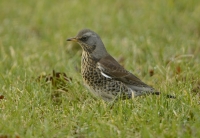 Filename=Kramsvogel 3763.JPG
Filesize=243KB
Dimensions=900x622
Date added=Feb 02, 2015 Kramsvogel 3763.JPG