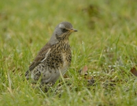 Filename=Kramsvogel 3768.JPG
Filesize=260KB
Dimensions=900x699
Date added=Feb 02, 2015 Kramsvogel 3768.JPG