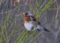 Filename=Kramsvogel 6703.JPG
Filesize=245KB
Dimensions=900x650
Date added=Jan 26, 2013 Kramsvogel 6703.JPG
