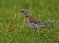 Filename=Kramsvogel 7390.JPG
Filesize=285KB
Dimensions=1000x737
Date added=Feb 04, 2015 Kramsvogel 7390.JPG