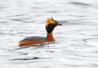 Filename=Kuifduiker 9826.JPG
Filesize=258KB
Dimensions=900x634
Date added=Jun 28, 2013 Kuifduiker 9826.JPG