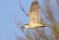 Filename=Kwak 7647.JPG
Filesize=269KB
Dimensions=900x607
Date added=Mar 13, 2014 Kwak 7647.JPG