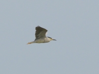 Filename=Kwak.JPG
Filesize=35KB
Dimensions=602x455
Date added=May 27, 2011 Kwak.JPG