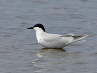 Filename=Lachstern.JPG
Filesize=85KB
Dimensions=700x525
Date added=May 27, 2011 Lachstern.JPG