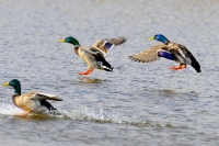 Filename=Landing wilde eenden.JPG
Filesize=107KB
Dimensions=700x467
Date added=Apr 11, 2011 Landing wilde eenden.JPG