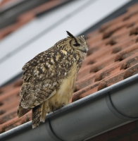 Filename=Oehoe 6407.JPG
Filesize=231KB
Dimensions=1000x1017
Date added=Oct 19, 2015 Oehoe 6407.JPG