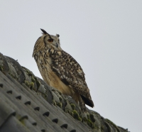 Filename=Oehoe 6443.JPG
Filesize=200KB
Dimensions=1000x932
Date added=Oct 19, 2015 Oehoe 6443.JPG