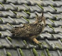 Filename=Oehoe 6663.JPG
Filesize=288KB
Dimensions=1100x996
Date added=Mar 18, 2015 Oehoe 6663.JPG