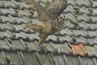 Filename=Oehoe 6664.JPG
Filesize=274KB
Dimensions=1100x733
Date added=Mar 18, 2015 Oehoe 6664.JPG