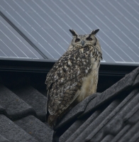 Filename=Oehoe 6683.JPG
Filesize=271KB
Dimensions=980x1000
Date added=Oct 19, 2015 Oehoe 6683.JPG