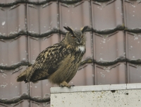 Filename=Oehoe 6756.JPG
Filesize=260KB
Dimensions=1100x834
Date added=Mar 18, 2015 Oehoe 6756.JPG