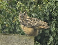 Filename=Oehoe 6772.JPG
Filesize=285KB
Dimensions=1100x844
Date added=Mar 18, 2015 Oehoe 6772.JPG