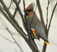 Filename=Pestvogel 2279.JPG
Filesize=270KB
Dimensions=700x647
Date added=Dec 11, 2012 Pestvogel 2279.JPG