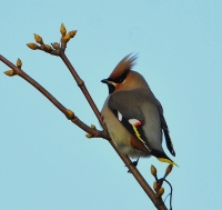 Filename=Pestvogel 2443.JPG
Filesize=236KB
Dimensions=600x567
Date added=Dec 11, 2012 Pestvogel 2443.JPG