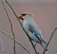 Filename=Pestvogel 3905.JPG
Filesize=261KB
Dimensions=800x762
Date added=Jan 06, 2013 Pestvogel 3905.JPG