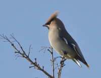 Filename=Pestvogel 5119.JPG
Filesize=242KB
Dimensions=1000x775
Date added=Feb 18, 2015 Pestvogel 5119.JPG