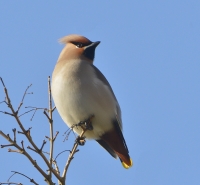 Filename=Pestvogel 5264.JPG
Filesize=265KB
Dimensions=900x836
Date added=Feb 18, 2015 Pestvogel 5264.JPG