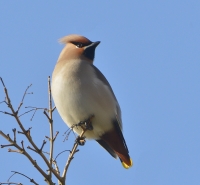 Pestvogel 5264.JPG